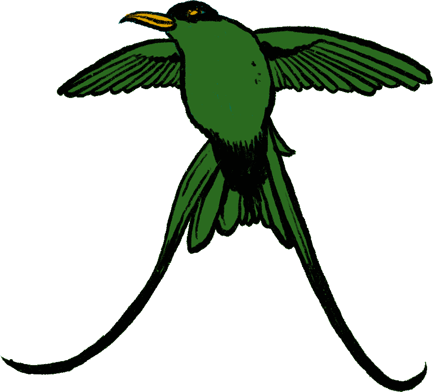 Jamaican Bird